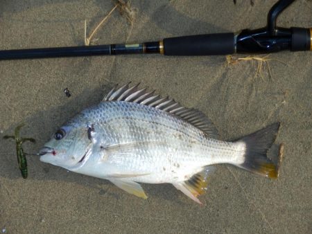 淀川チニング‼キビレ…