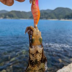 先週に引き続き新子狙い