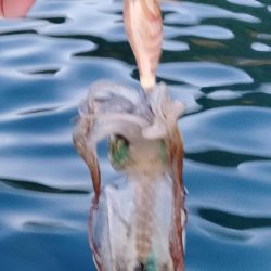 新子エギング1日目