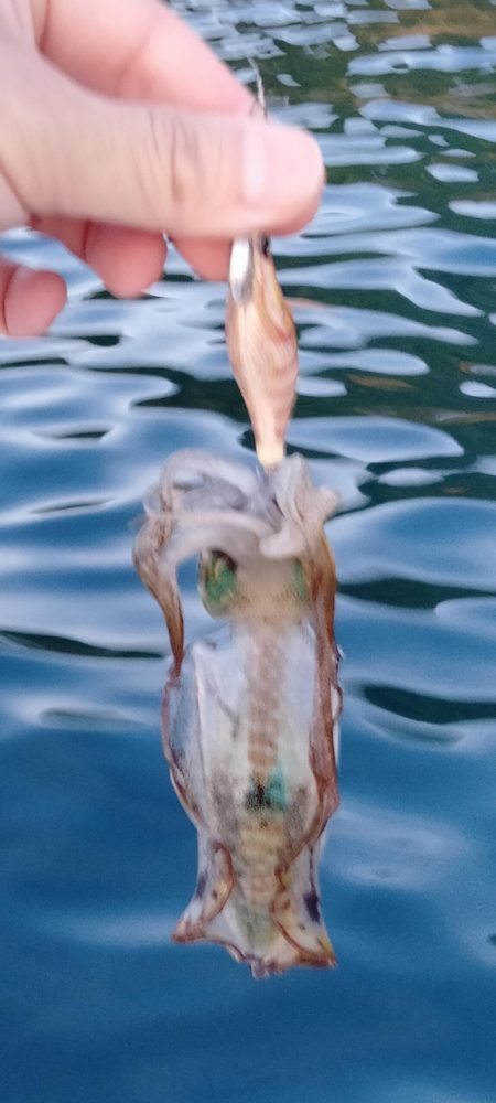 新子エギング1日目