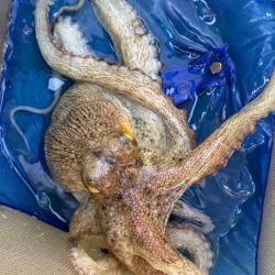 東京湾エギタコ