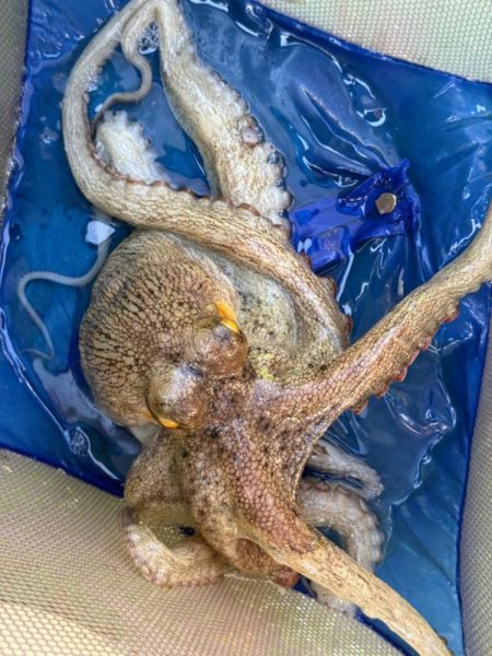 東京湾エギタコ