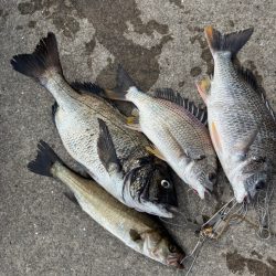 おチヌさん好調です♪