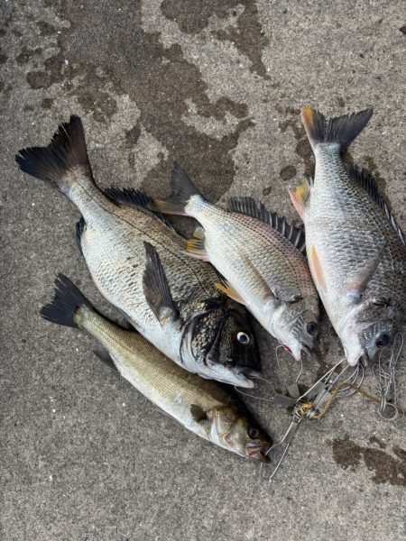 おチヌさん好調です♪