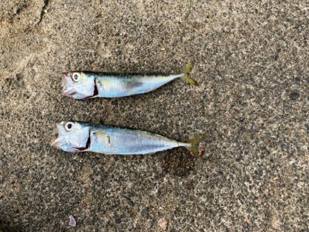 周りは釣れているのに