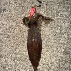 真夏のライトエギング