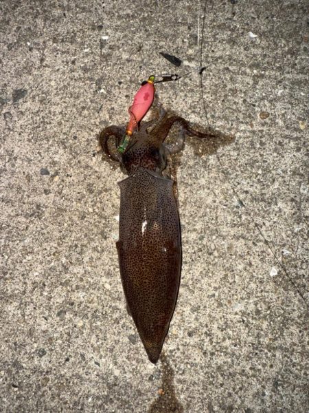 真夏のライトエギング