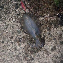 ナイトエギング