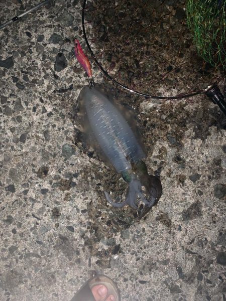 ナイトエギング