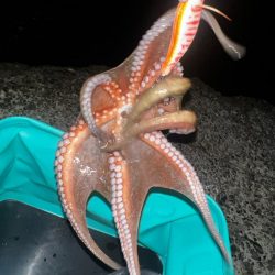 タコ、ダツ⁉️