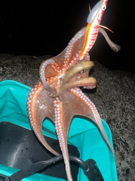 タコ、ダツ⁉️…