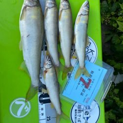 日野川アユイングに挑戦!