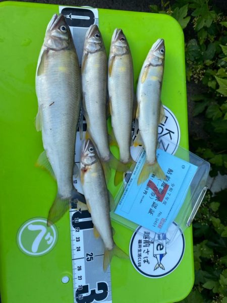 日野川アユイングに挑戦!