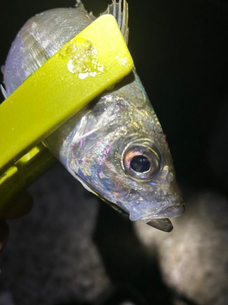 タチ調査　Ｎｏ．１