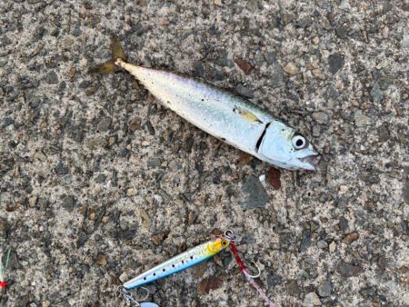 ジグサビキ　16