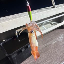 今季ラスト丹後イカメタル