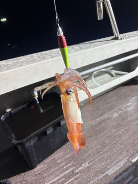 今季ラスト丹後イカメタル