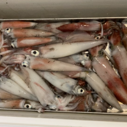 激荒れイカメタル