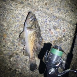 久しぶりのライトゲーム