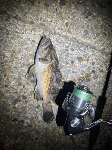 久しぶりのライトゲーム