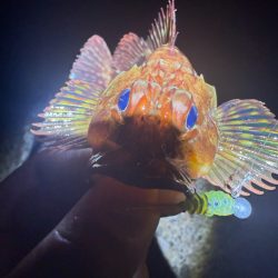 夜な夜なガシリング無双