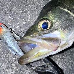 時合い一瞬！デカいと思ったら…まさかのサイズ!?【シーバス釣り】