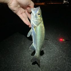 初!夜の電気ウキ釣り