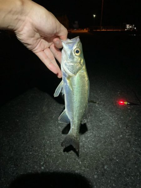 初!夜の電気ウキ釣り