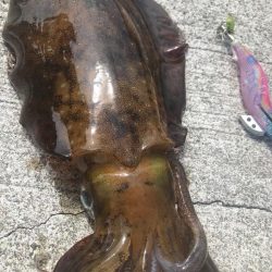 夏イカ最高🦑🦑