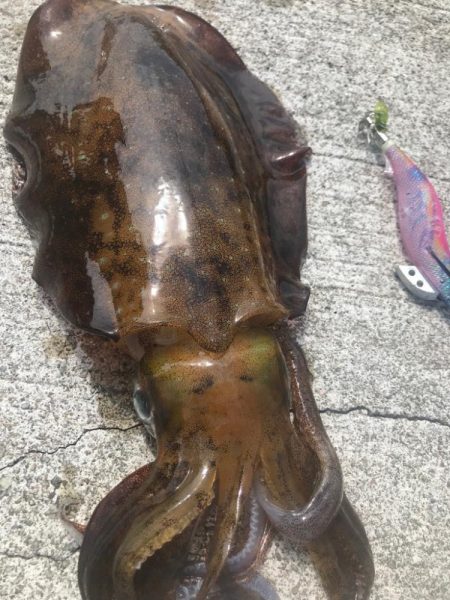 夏イカ最高🦑🦑