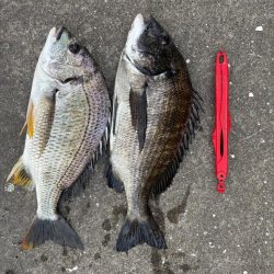 エビ撒きでクロダイ釣れました