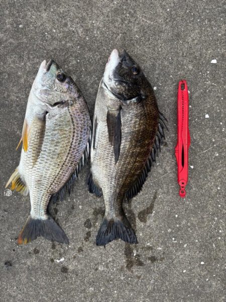 エビ撒きでクロダイ釣れました