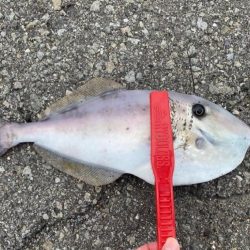 カワハギさん！