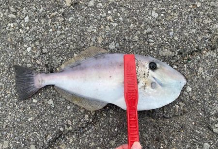 カワハギさん！