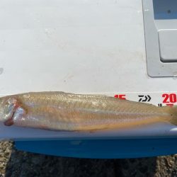 シロギスタ:酷暑の良型、今期自己ベスト22.8cm