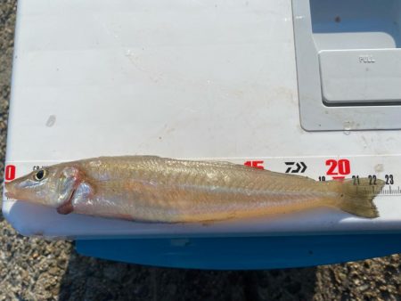 シロギスタ:酷暑の良型、今期自己ベスト22…