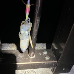 太刀魚とアオリ