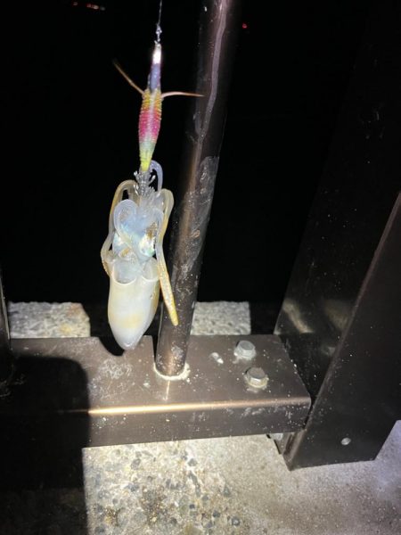 太刀魚とアオリ