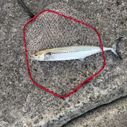 久々の武庫川一文字