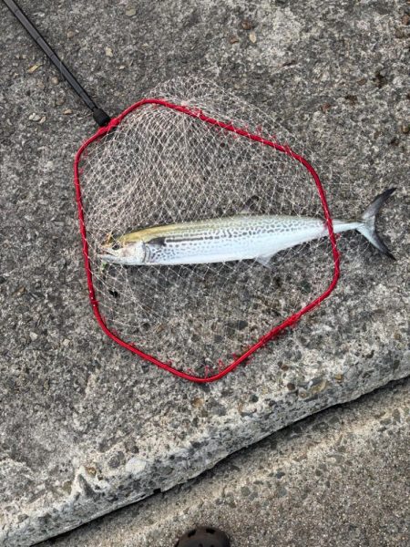 久々の武庫川一文字