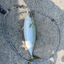 久しぶりの青物