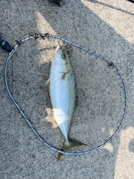 久しぶりの青物