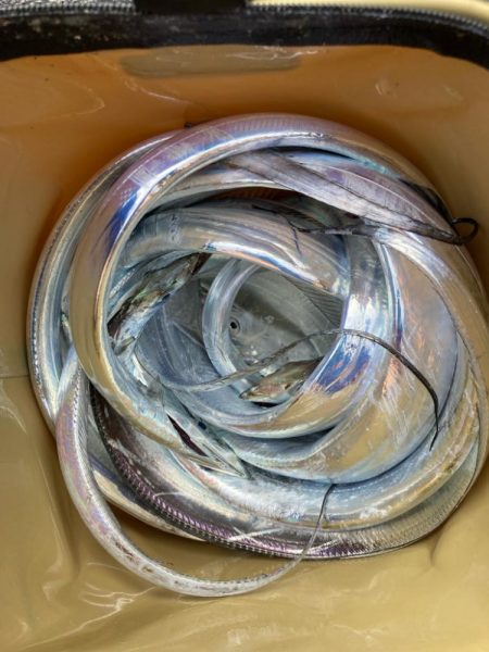 朝マズメの太刀魚調査