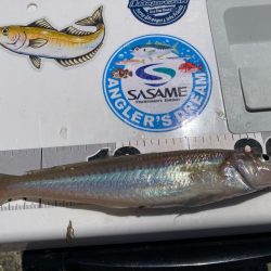 淡路マアジ〜シロギス