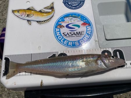 淡路マアジ〜シロギス