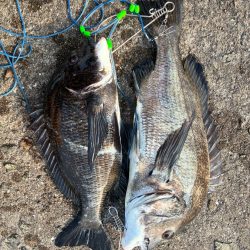 渋めもなんとか2本!