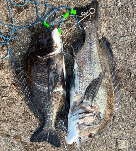 渋めもなんとか２本！