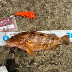 朝マヅメロックフィッシュ