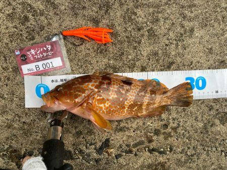 朝マヅメロックフィッシュ