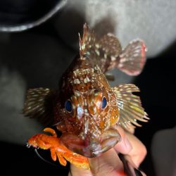 ロックフィッシュ